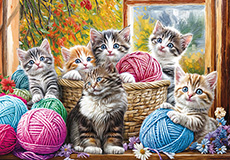 사랑스런 고양이