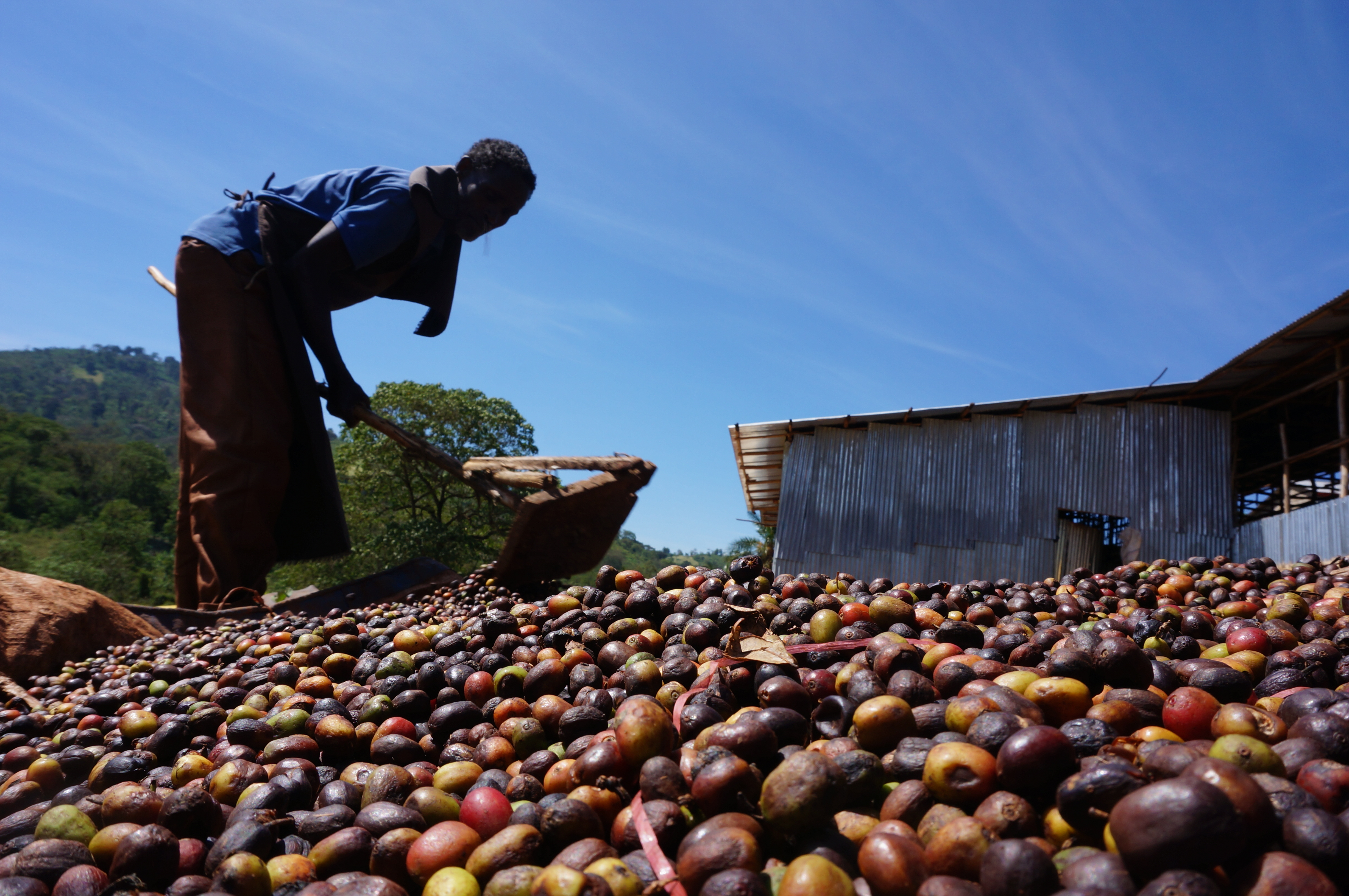 싱글오리진 에티오피아 예가체프 G2 334g