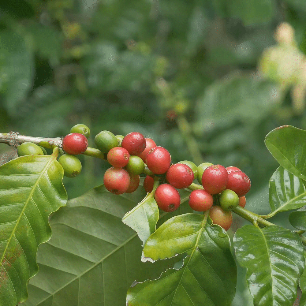 싱글오리진 에티오피아 예가체프 G1 334g