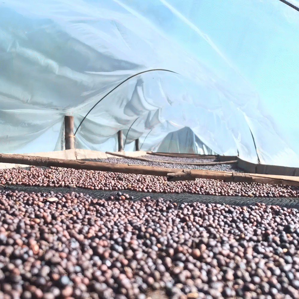 유기농 콜롬비아 수프리모