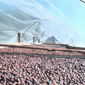 유기농 콜롬비아 수프리모