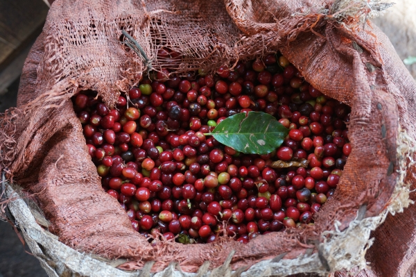 [더싼1킬로3개]케냐 AA FAQ