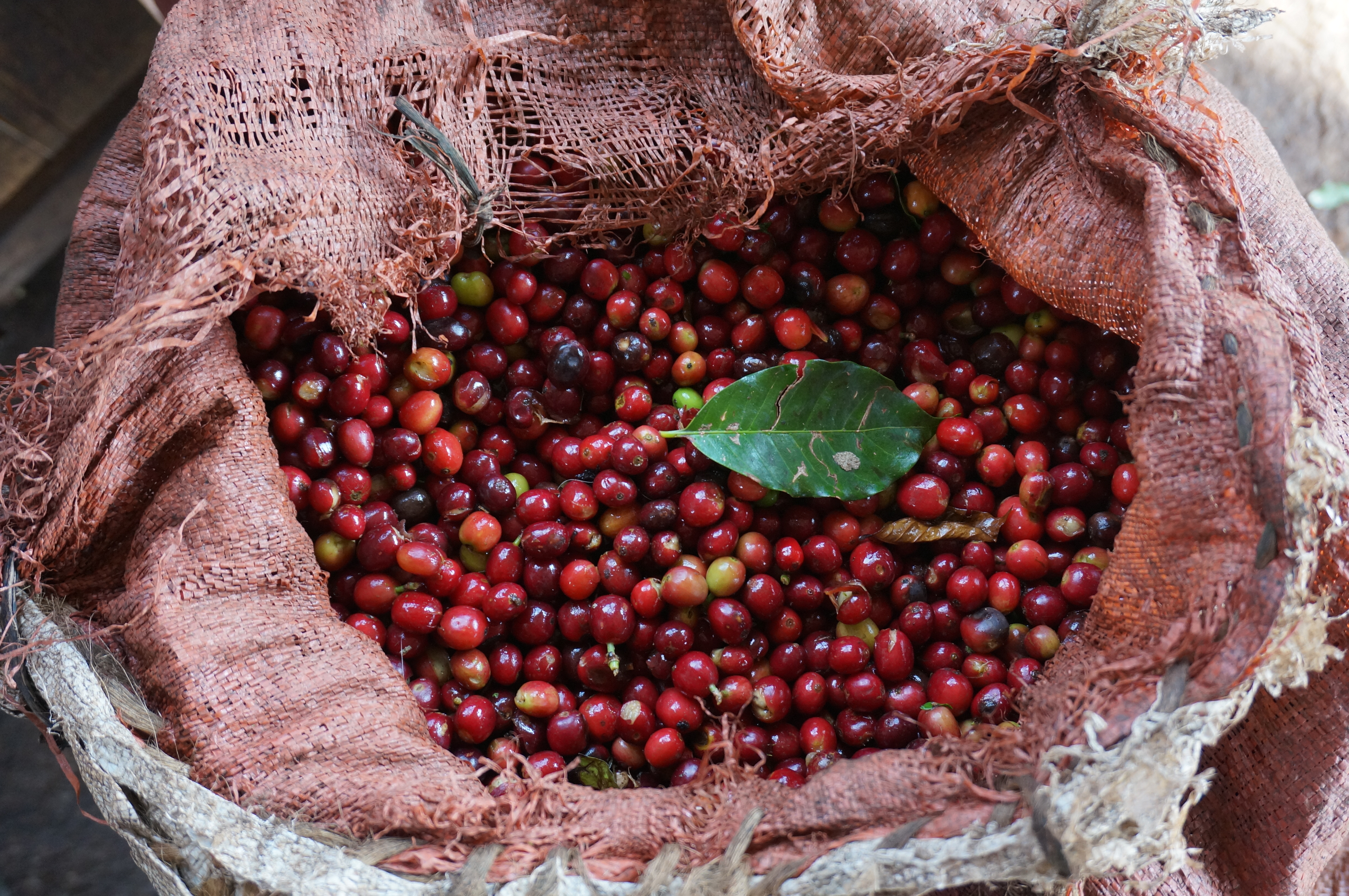 [더싼1킬로5개]케냐 AA FAQ