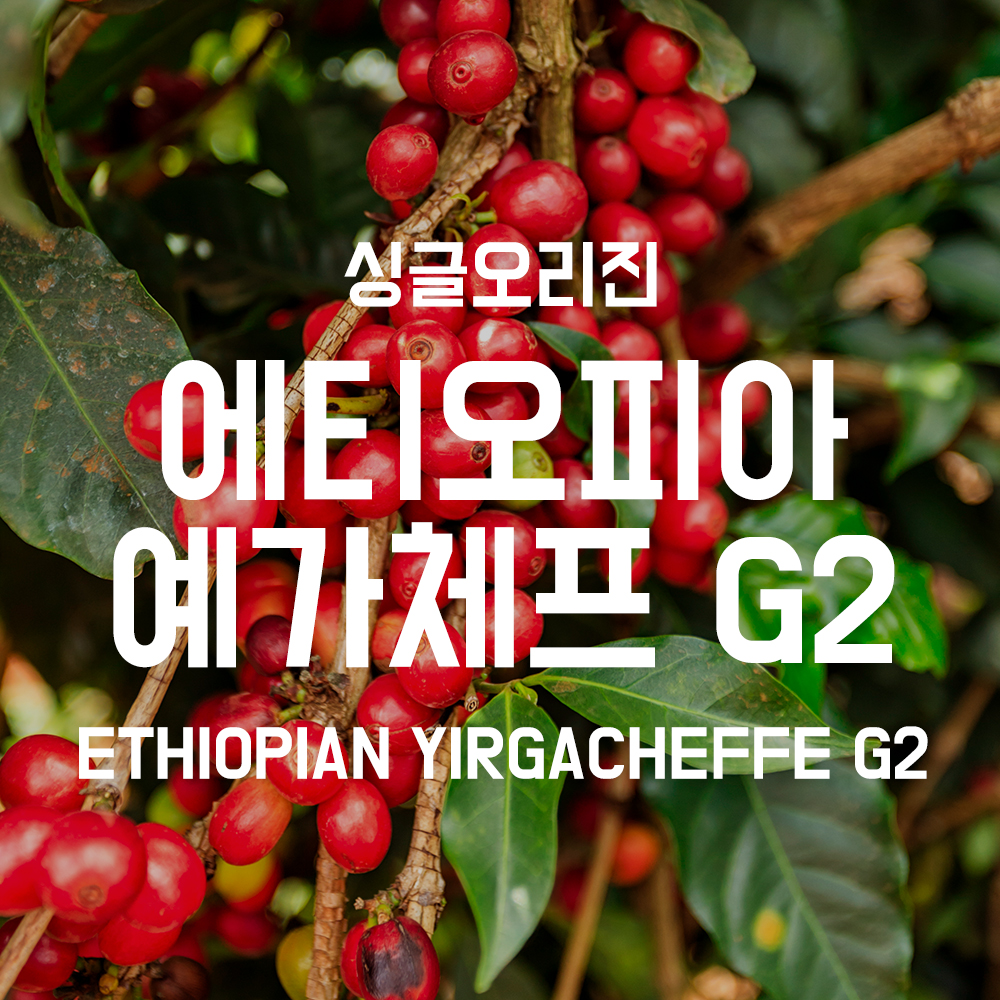 [62주년 기념] 에티오피아 예가체프 G2 1kg