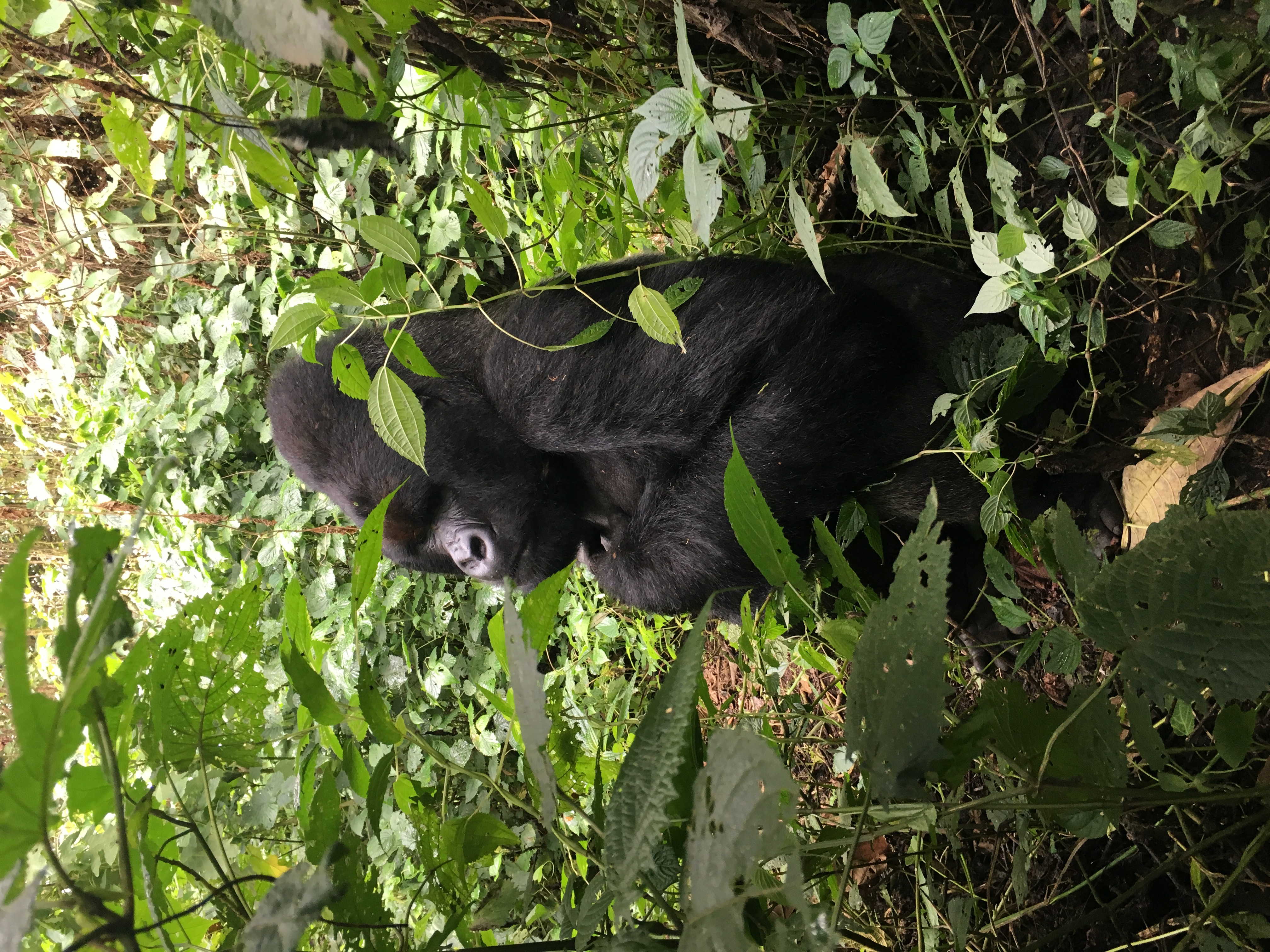 [더싼1킬로3개]싱글오리진 우간다