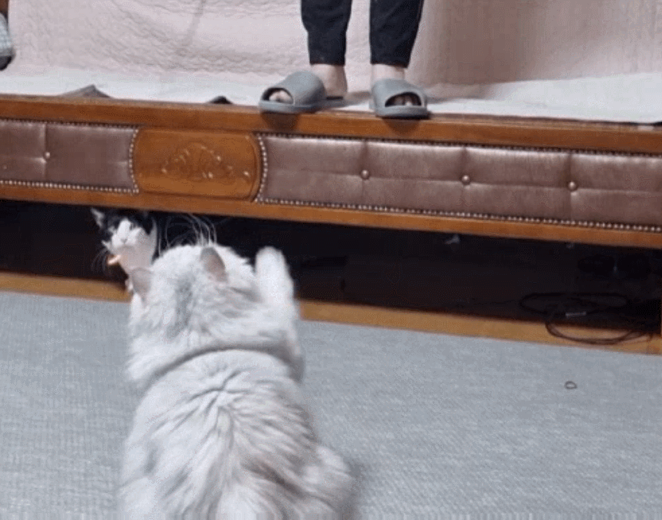 GIF 2024-03-05 오후 6-02-28.gif