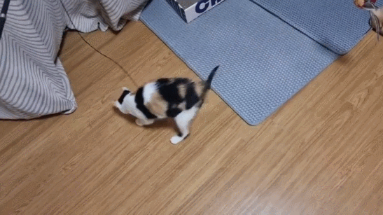 GIF 2024-03-05 오후 5-55-43.gif