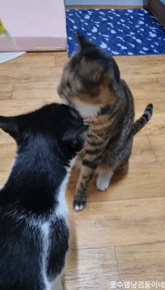 GIF 2024-07-04 오후 3-35-19.gif