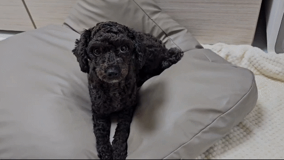 GIF 2024-09-11 오전 8-46-40.gif