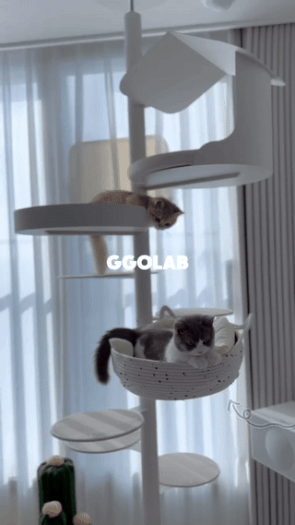 ggolab_officialcheerupcat_official4-ezgif.com-resize.gif