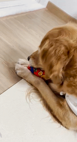 GIF 2024-11-06 오전 11-27-44.gif
