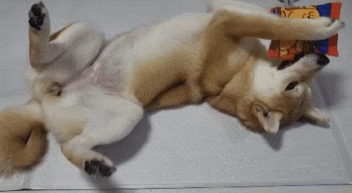GIF 2024-12-19 오후 3-06-33.gif