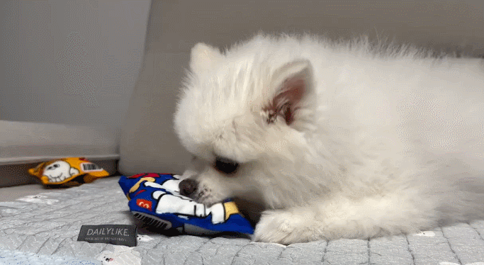 GIF 2024-12-19 오후 3-15-59.gif