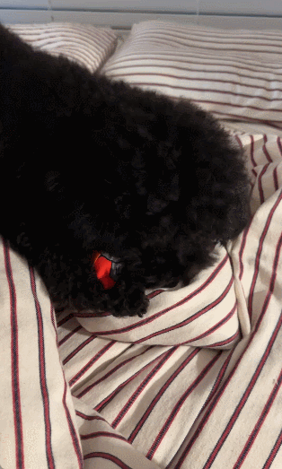 GIF 2024-10-25 오전 10-33-29.gif