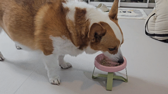 GIF 2024-12-11 오후 12-20-19.gif
