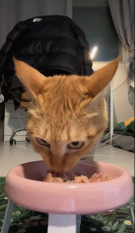 GIF 2024-12-11 오후 12-15-42.gif