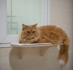 [캣츠몽] 소시지 창틀 고양이 선반 최대 하중 20kg