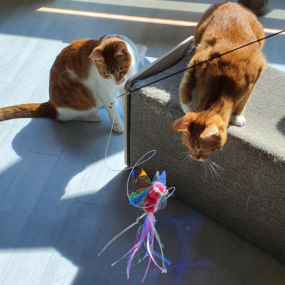 [티티펫] 엔젤버그 3단 고양이 낚시대 리필 2종 세트 핑크