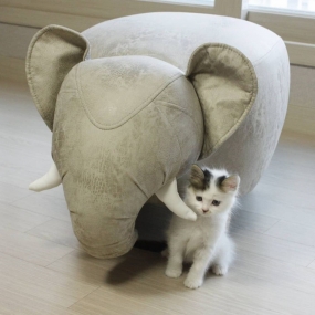 [아서아리] 스툴 동물농장 하드 고양이 원목 숨숨집